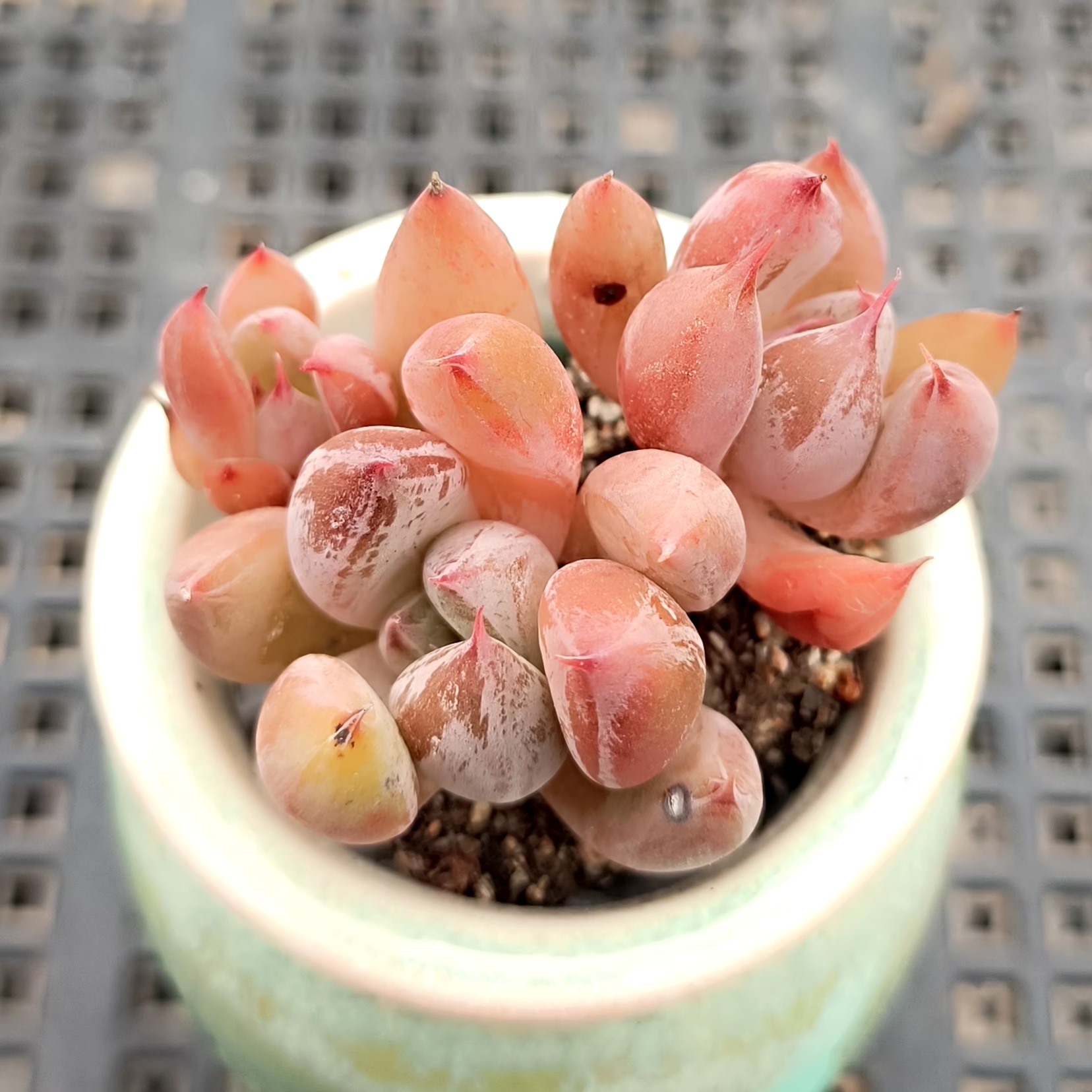 多肉植物组合01小老桩迷你拼盆一物一拍袖珍盆景素材拇指盆微观