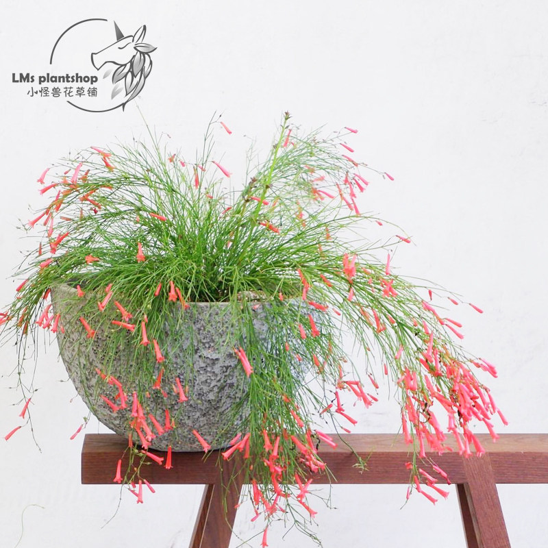 炮仗竹盆栽 夏季开花植物室外阳台窗台垂吊植物多年生耐热花卉