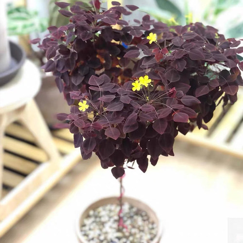 酢浆草多年生阳台无耐热