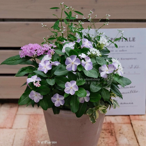 多年生耐热新品长春花盆栽阳台花园植物花卉好养四季开花机器