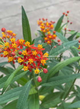 马利筋橙色星辰多年生耐寒耐热阳台花园观花蜜源生态友好勤花植物