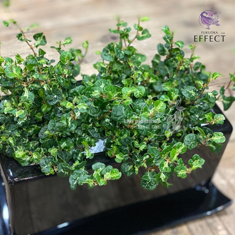 薜荔 考拉 内锦薜荔盆栽室内绿植多年生耐热垂吊植物桌面小盆栽