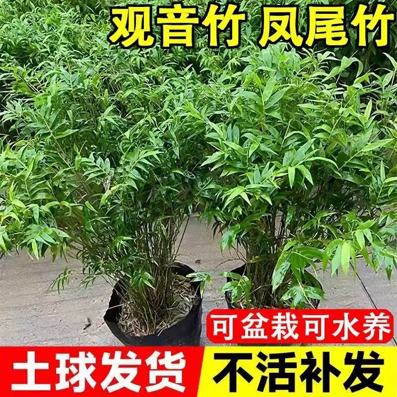 四季常青丛生凤尾竹盆栽竹子庭院桌面绿植