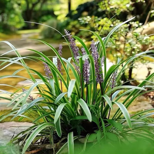金边麦冬草苗园林绿化地被苗庭院植物观赏阔叶草花叶麦冬耐寒耐阴