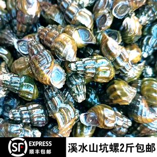 5斤150元顺丰包邮鲜活冷水山坑螺现捞溪水螺清水螺石螺扭纹螺