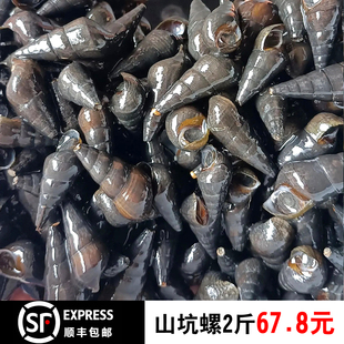 5斤158元顺丰包邮野生鲜活冷水山坑螺现捞溪水螺清水螺石螺扭纹螺