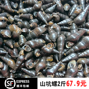 5斤装顺丰包邮野生鲜活冷水山坑螺现捞溪水螺清水螺石螺扭纹螺