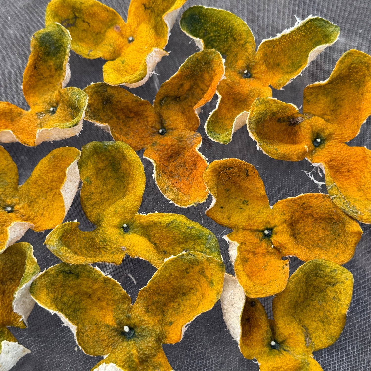 2025新会二红皮双水小冈精选茶枝柑500克罐装