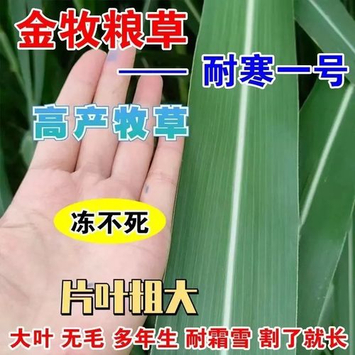 金牧粮草1号高产耐寒新鲜牧草种鸡鸭牛羊用饲料耐高温四季常青