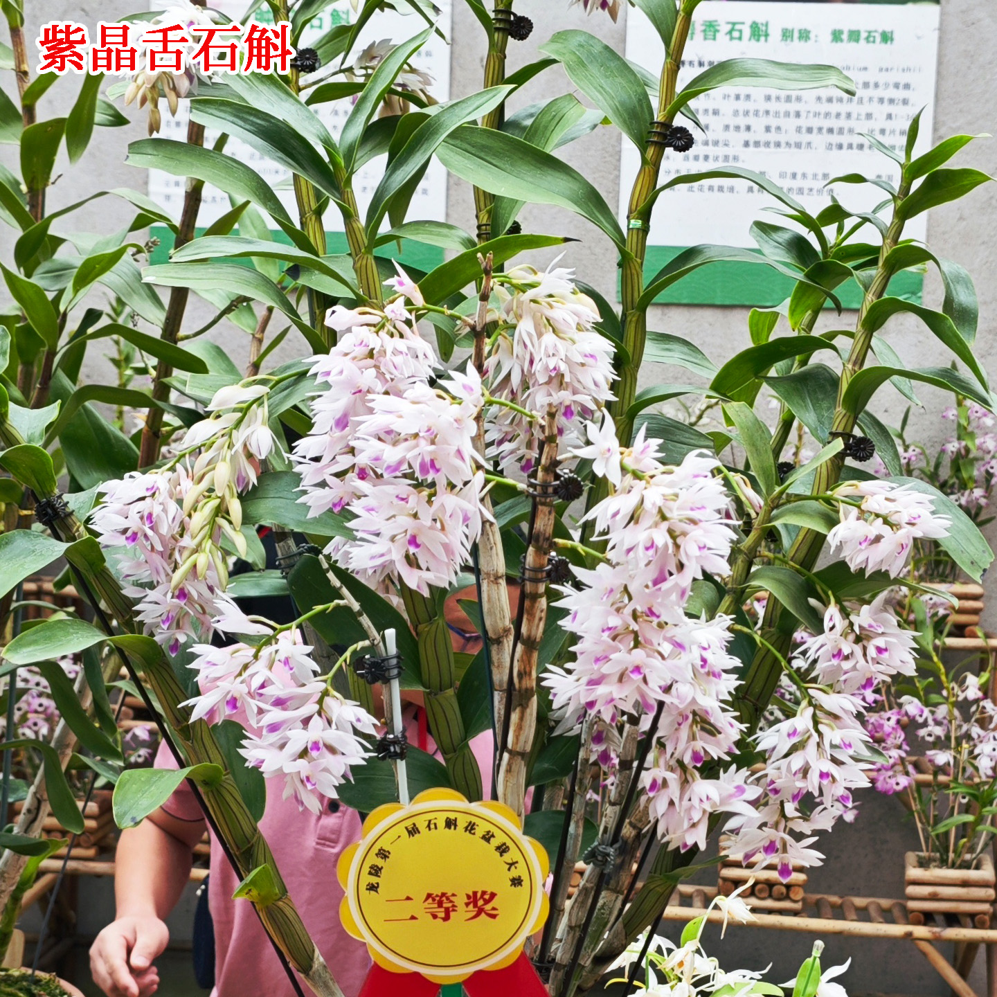 紫晶舌石斛 稀有石斛兰盆栽  原产自菲律宾 云南兰花 花卉 绿植