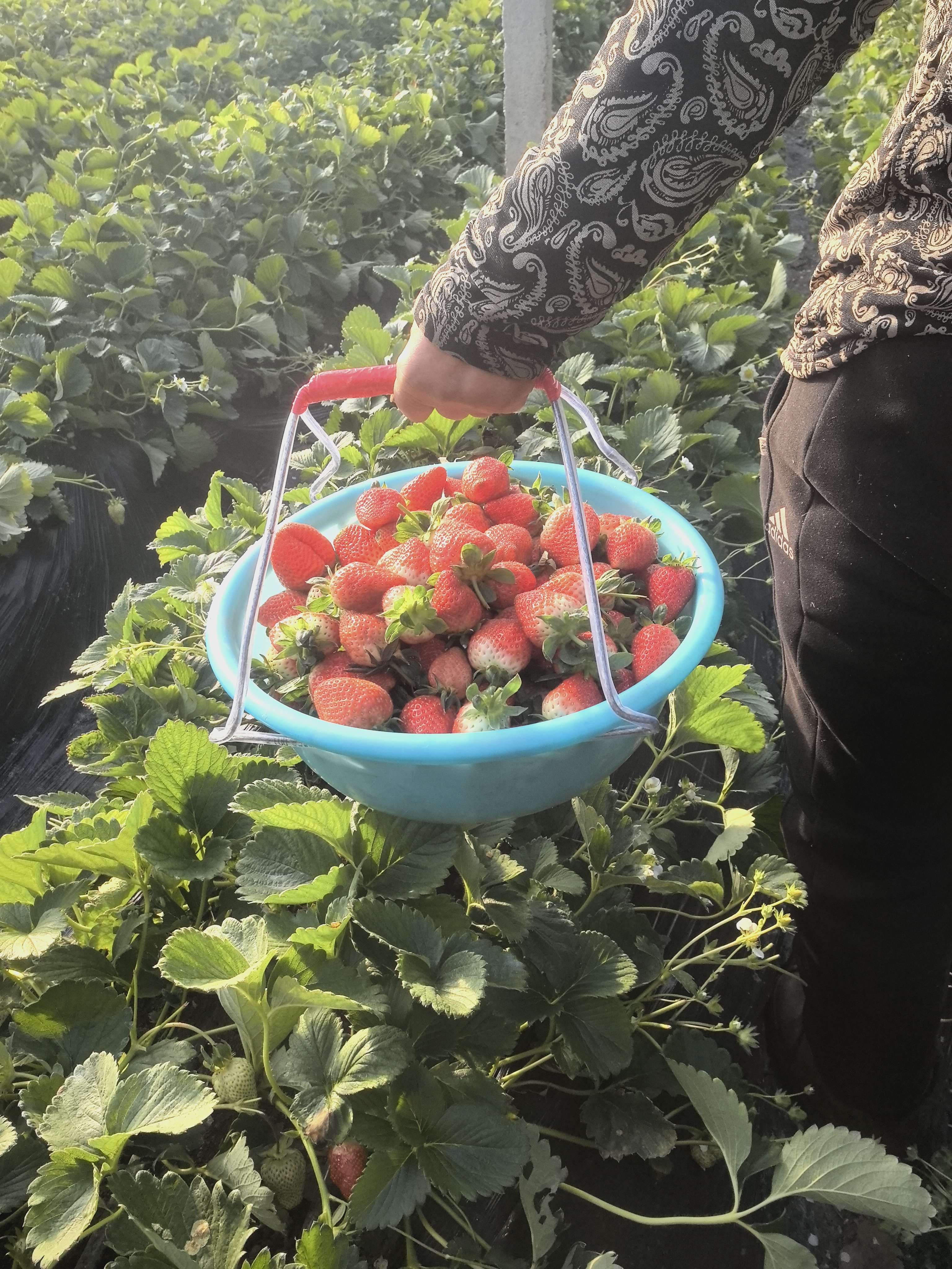 新款短柄草莓盆提盆神器塑料盆不锈钢盆夹子,农机/农具/农膜,其它农用工具,淘宝优惠券,粉丝福利购,淘宝优惠卷