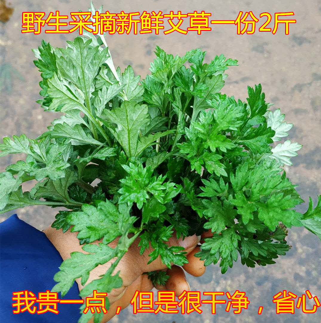 新鲜艾叶干艾叶草糍粑野生艾草叶食用清明草青团艾蒿子粑粑艾叶汁