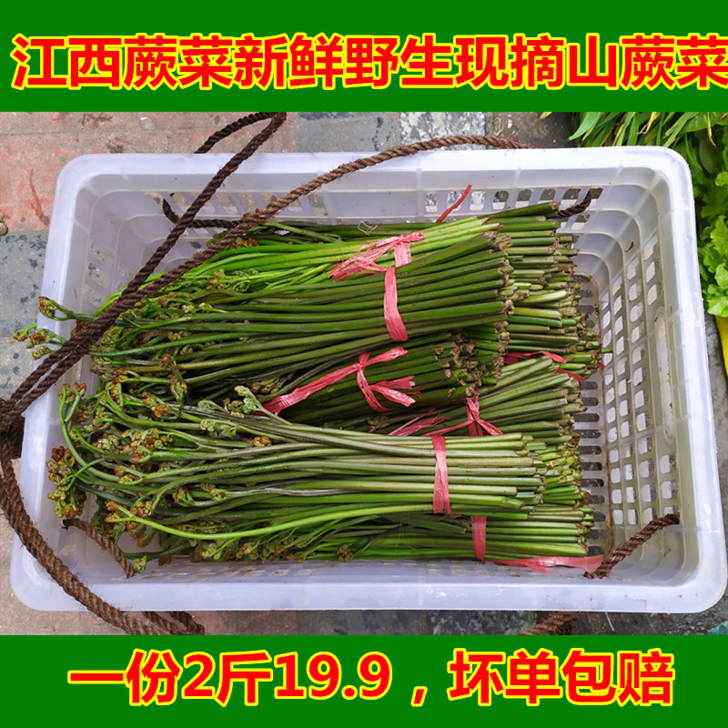 江西蕨菜新鲜野生现摘山蕨菜甜蕨苔龙爪菜现采蔬菜下饭菜野菜2斤