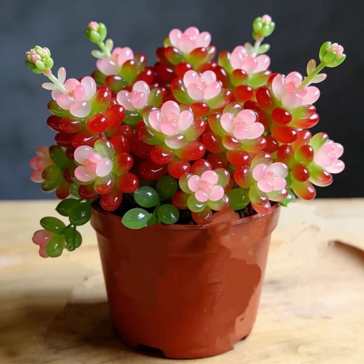 粉色多肉植物七彩龙珠彩色红心浆果稀有花卉品种办公室桌面