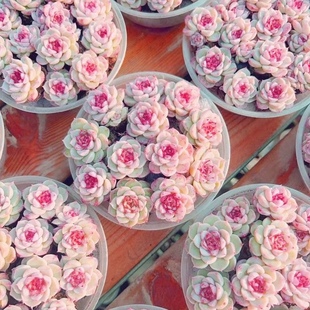 多肉植物溏心粉色天鹅绒云南精品稀有肉肉办公室内阳台 天鹅绒