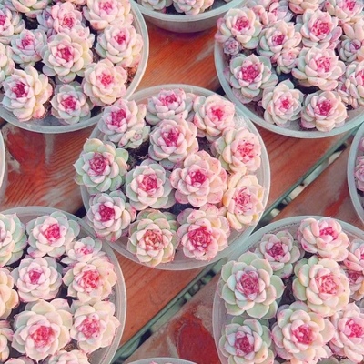 【天鹅绒】多肉植物溏心粉色天鹅绒云南精品稀有肉肉办公室内阳台