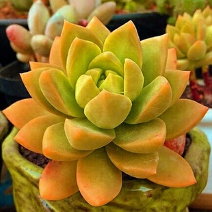 铭月红日多肉老桩金黄色多肉加州落日多肉植物肉肉老桩新手多肉