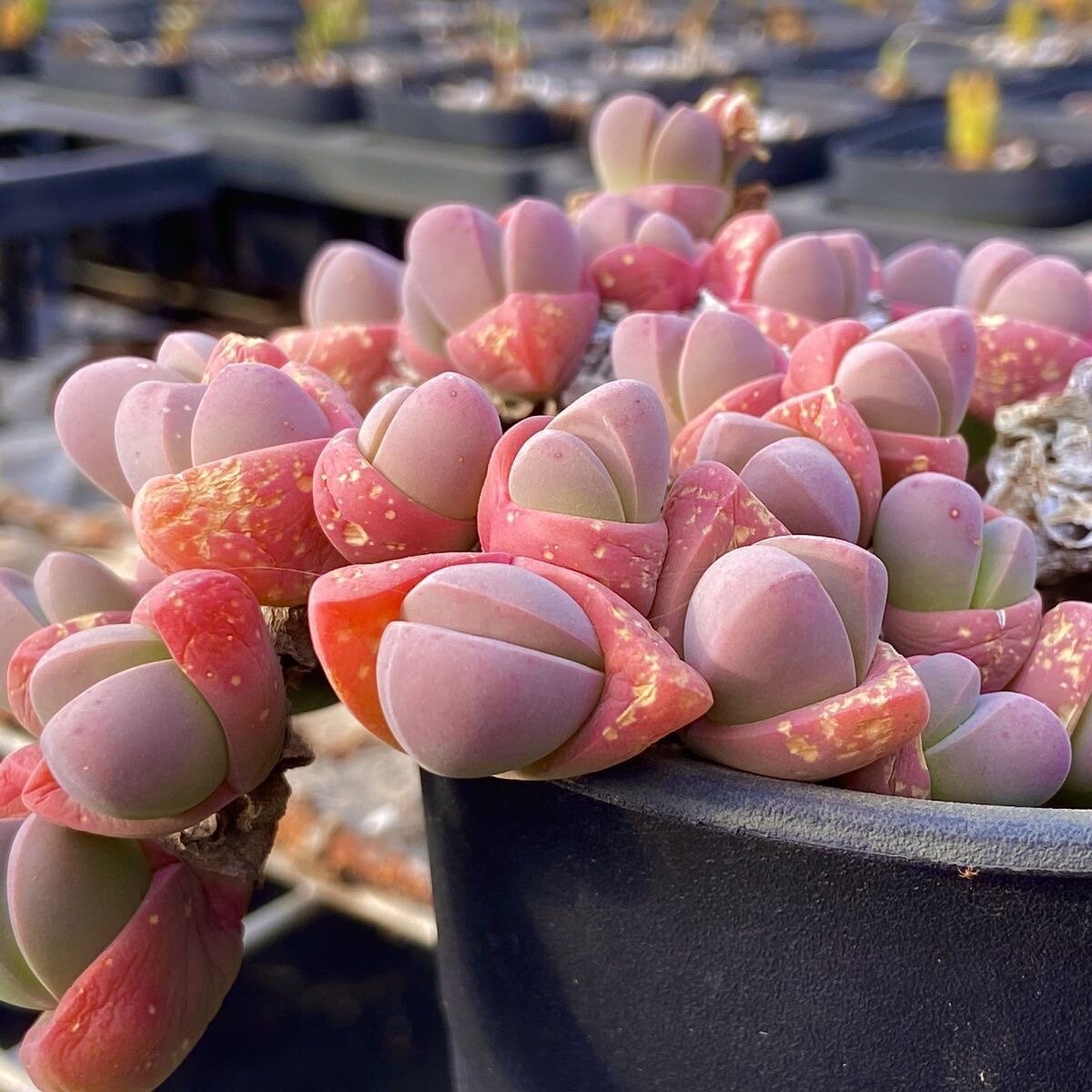 秋琴玉多肉懒人群玉番杏科多肉多肉植物藻玲玉属Gibbaeum petrens