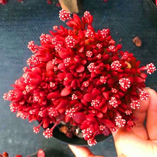 新品上市 红稚儿群生 精品多肉植物 办公桌迷你盆栽绿植花卉景天