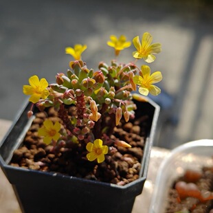 棒叶酢浆草 网红多肉植物绿植盆栽炸浆草大苗 室内阳台肉肉花卉