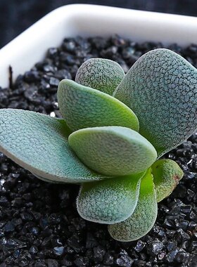 懒人多肉植物【从珊瑚】小夜衣精品带盆栽好肉肉绿花卉盆栽