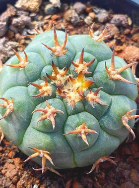 实生猫爪天平仙人球裸萼球属可爱萝卜根植物小盆栽控养