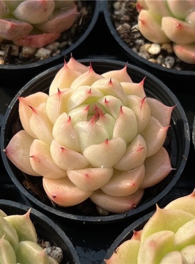 海王多肉海王麦秆新品多肉植物盆栽稀有贵货办公桌室高档麦秆肉肉