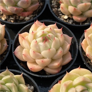 海王多肉海王麦秆新品 多肉植物盆栽稀有贵货办公桌室高档麦秆肉肉