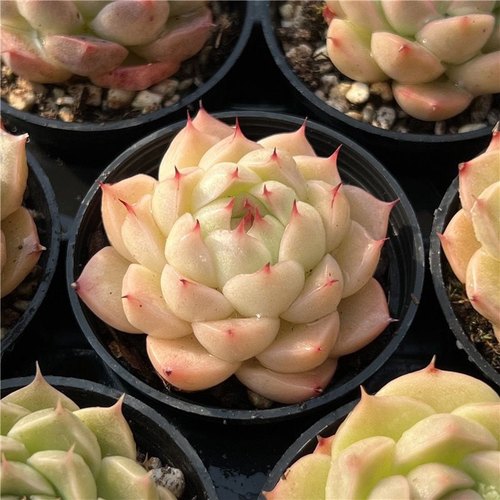 海王多肉海王麦秆新品多肉植物盆栽稀有贵货办公桌室高档麦秆肉肉