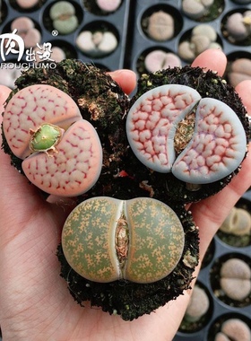 母本生石花多肉植物肉肉大颗大母本四五六年屁屁多肉