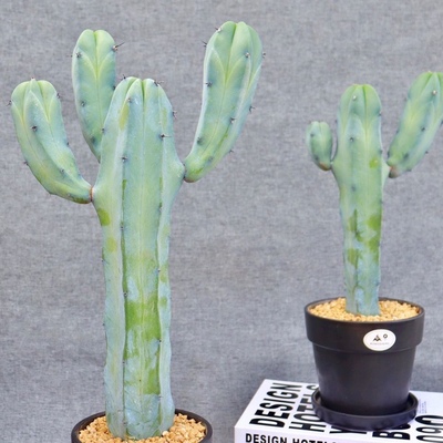 仙人柱合集组合量天尺 龙神木 蓝衣柱仙人掌多肉植物办公室