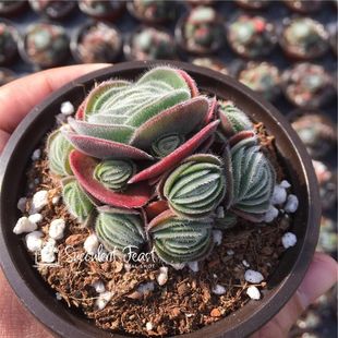 月晕多肉植物 多肉大餐稀有多肉实拍图 稀有月晕succulent feast