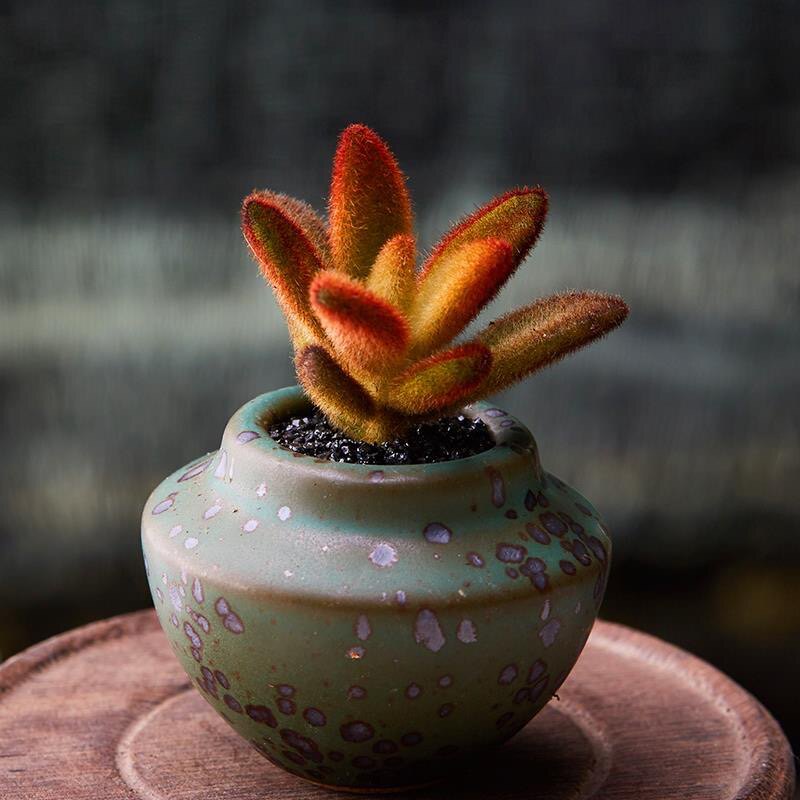 韩式多肉植物园兔耳 孙悟空兔多肉植物防辐射肉肉植物绿植花卉