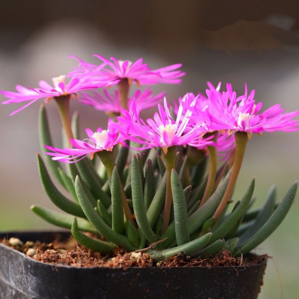 短叶美杜莎 Marlothistella uniondalensis 稀有开花多肉植物盆景