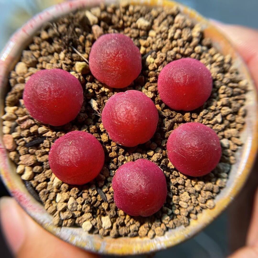 灯泡多肉 番杏科 肉锥 开花 彩色 毛汉尼多肉各品种混合七彩五彩