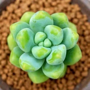 多肉绿植云南新手盆栽悬崖老桩多头群生状态天使之泪