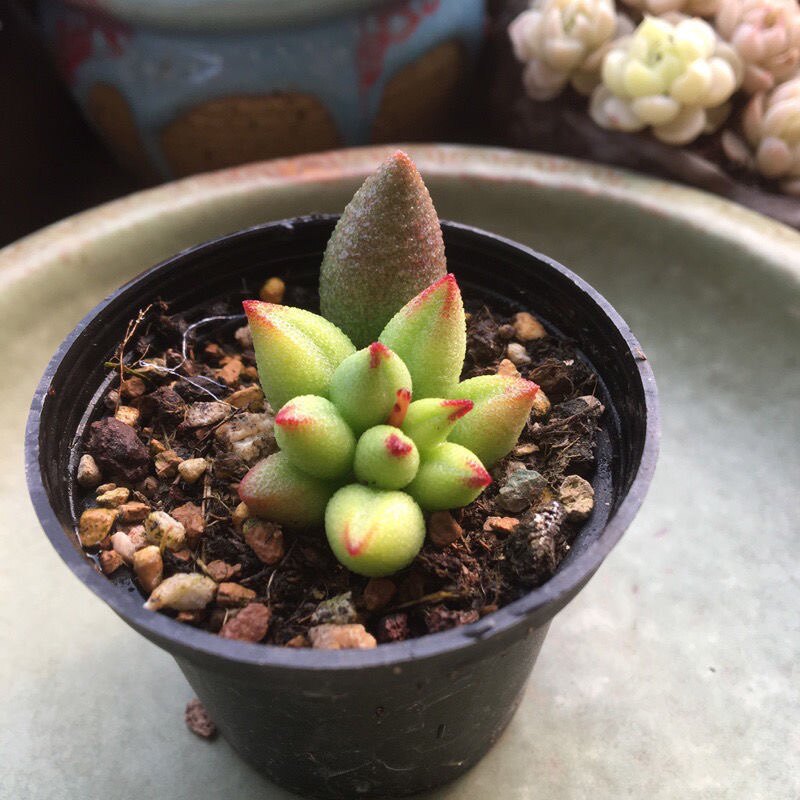 小红嘴水泡哈默小红嘴水泡多肉植物多肉植物大全袖珍新品网红多肉 - 实物图