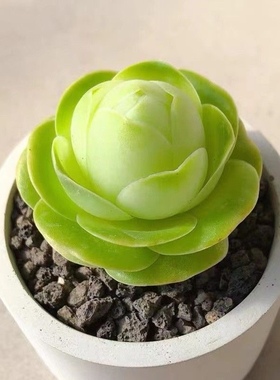 鸡蛋山地玫瑰耶罗粉山地翡翠球多肉植物盆栽肉肉植物酒杯