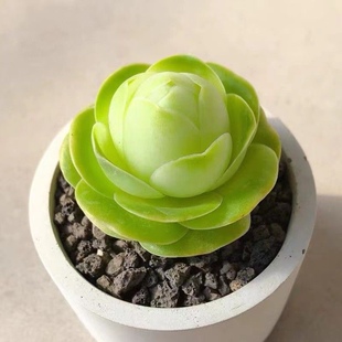 鸡蛋山地玫瑰耶罗粉山地翡翠球多肉植物盆栽肉肉植物酒杯