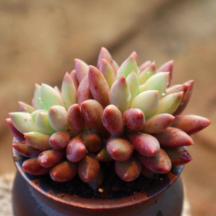 韩国进口桌面多肉植物精美控养老桩粉蜻蜓肉肉植物花卉盆栽新款