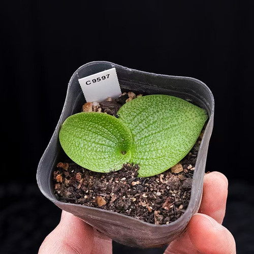 稀有贵货 紫镜多肉植物 球根种根块根肉肉办公室内高档盆栽花卉