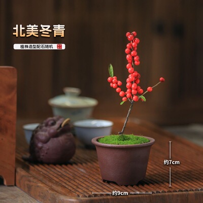 北美冬青小盆景带果耐寒植物桌面绿植花卉盆栽