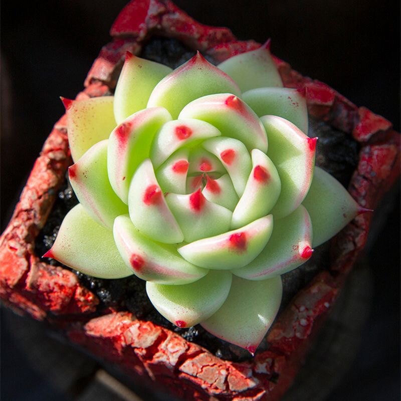 韩国正版蓝龙多肉植物盆栽肉肉新手植物办公室创意绿植防辐射