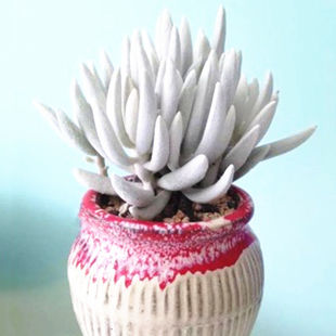 银月高贵银白色 多肉植物盆栽花卉绿植银蚕群生多头肉肉空气