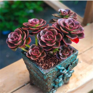 单头群生老桩巧克力方砖进口多肉植物景天科办公室绿植迷你盆景