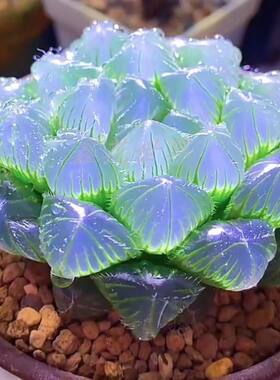 高级稀有精品多肉植物蓝镜无暇玉露办公室桌面美观盆栽花卉