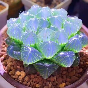 高级稀有精品多肉植物蓝镜无暇玉露办公室桌面美观盆栽花卉