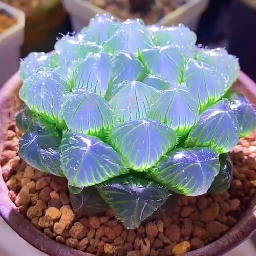 高级稀有精品多肉植物蓝镜无暇玉露办公室桌面美观盆栽花卉