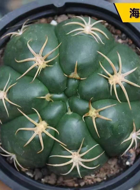 美花海王仙人球稀有趴刺会开花办公室桌面室外阳台宿舍懒人