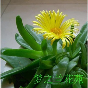 番杏科多肉植物佛手掌花10公分植物花卉绿植盆栽办公室萌肉肉